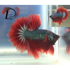 PMAY 2073